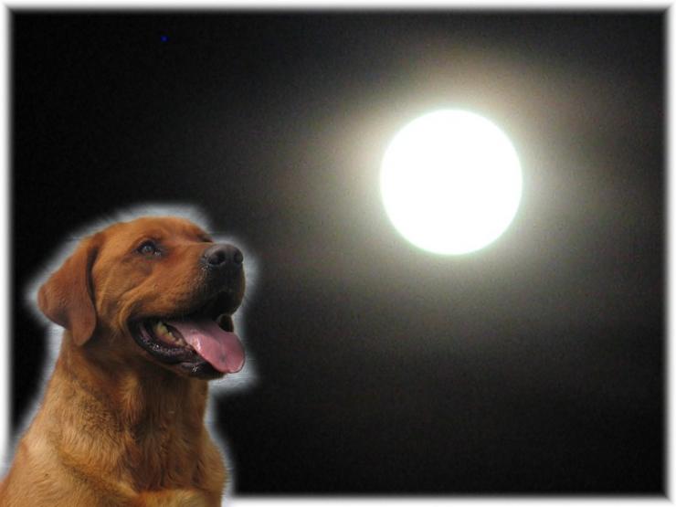 Aucune photo pour : RIVEBLANCHE LUNE